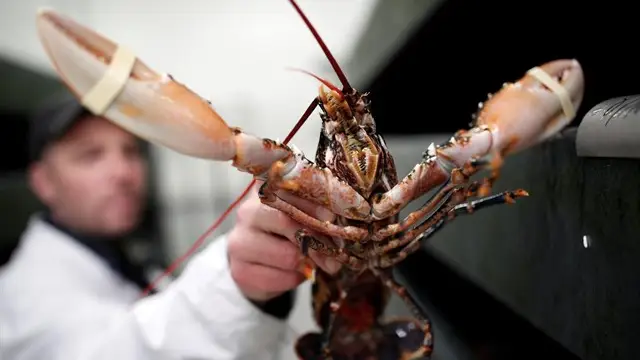 Una langosta a punto de ser cocinada