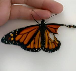 Una costurera reconstruye el ala rota de una mariposa que se encontró en el jardín Una costurera reconstruye el ala rota de una mariposa que se encontró en el jardín