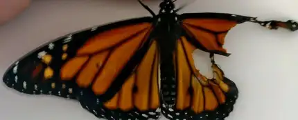 Una costurera reconstruye el ala rota de una mariposa que se encontró en el jardín Una costurera reconstruye el ala rota de una mariposa que se encontró en el jardín