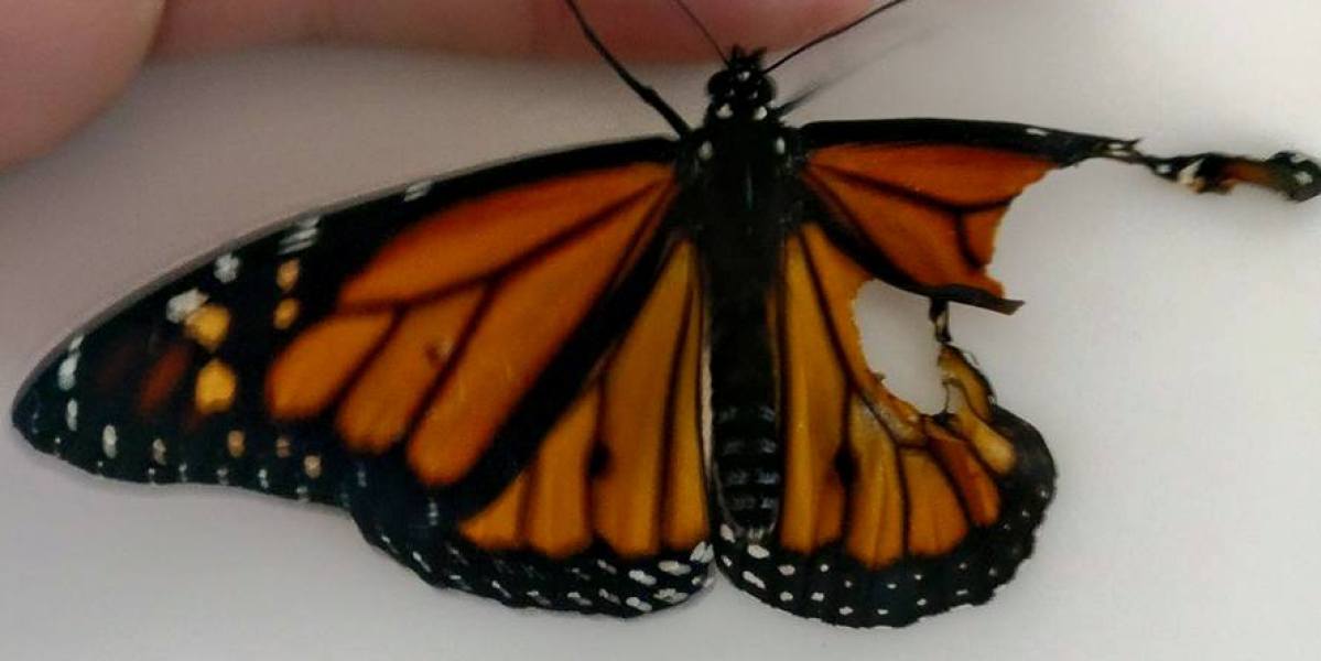Una costurera reconstruye el ala rota de una mariposa que se encontró en el jardín