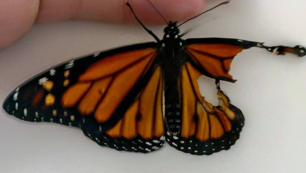 Una costurera reconstruye el ala rota de una mariposa que se encontró en el jardín