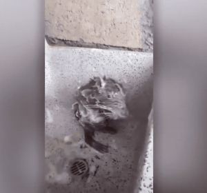 La rata que "se ducha" como un humano La rata que "se ducha" como un humano