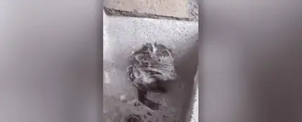 La rata que "se ducha" como un humano La rata que "se ducha" como un humano
