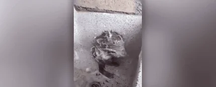 La rata que "se ducha" como un humano La rata que "se ducha" como un humano