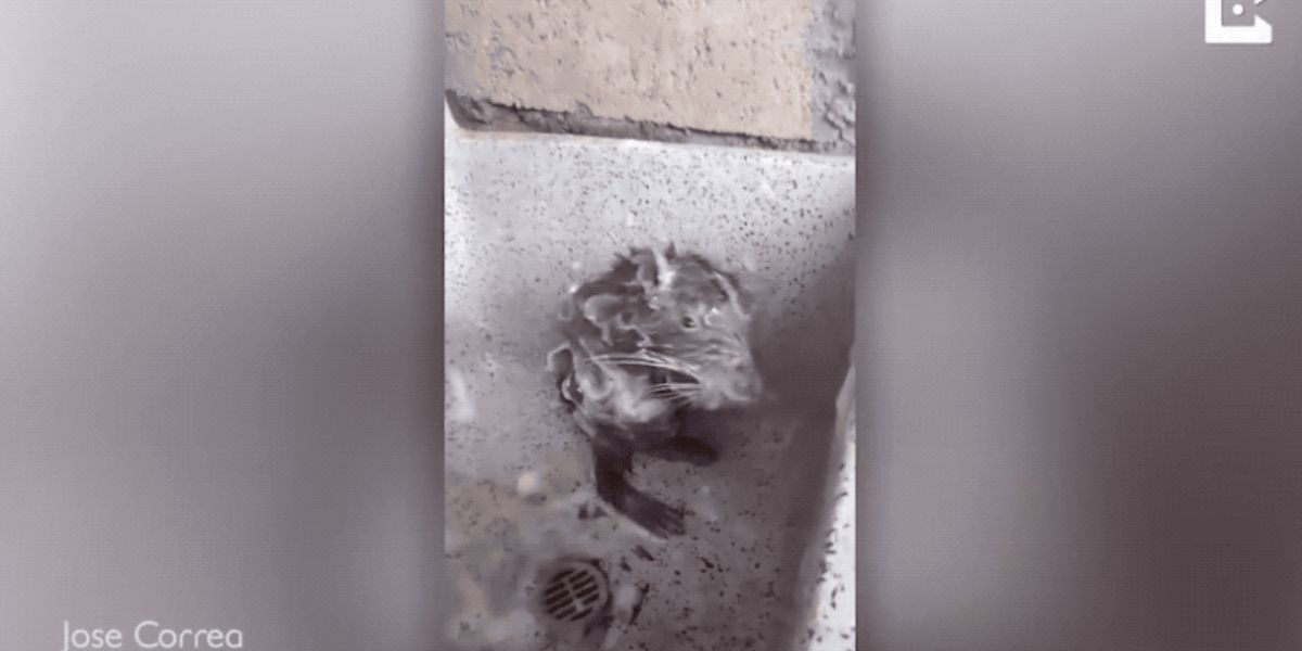 La rata que "se ducha" como un humano