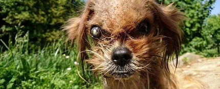 Perro abandonado Perro abandonado