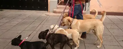 Paseo de perros Paseo de perros