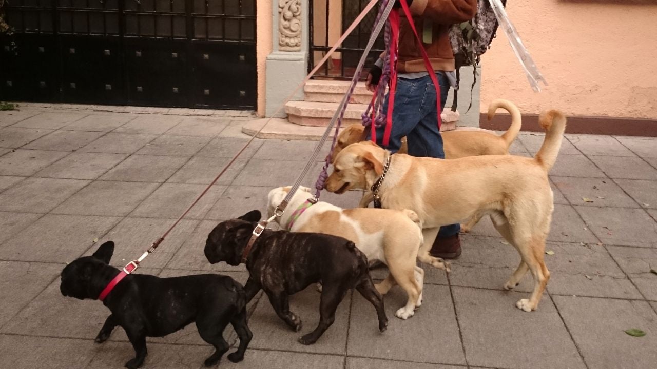 Paseo de perros Paseo de perros