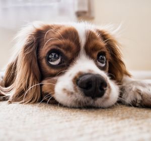 Aumenta la adopción y disminuye la compra de mascotas Aumenta la adopción y disminuye la compra de mascotas