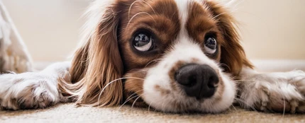 Aumenta la adopción y disminuye la compra de mascotas Aumenta la adopción y disminuye la compra de mascotas