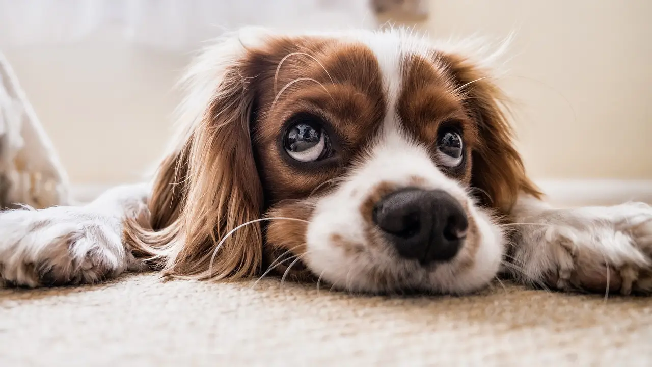 Aumenta la adopción y disminuye la compra de mascotas Aumenta la adopción y disminuye la compra de mascotas