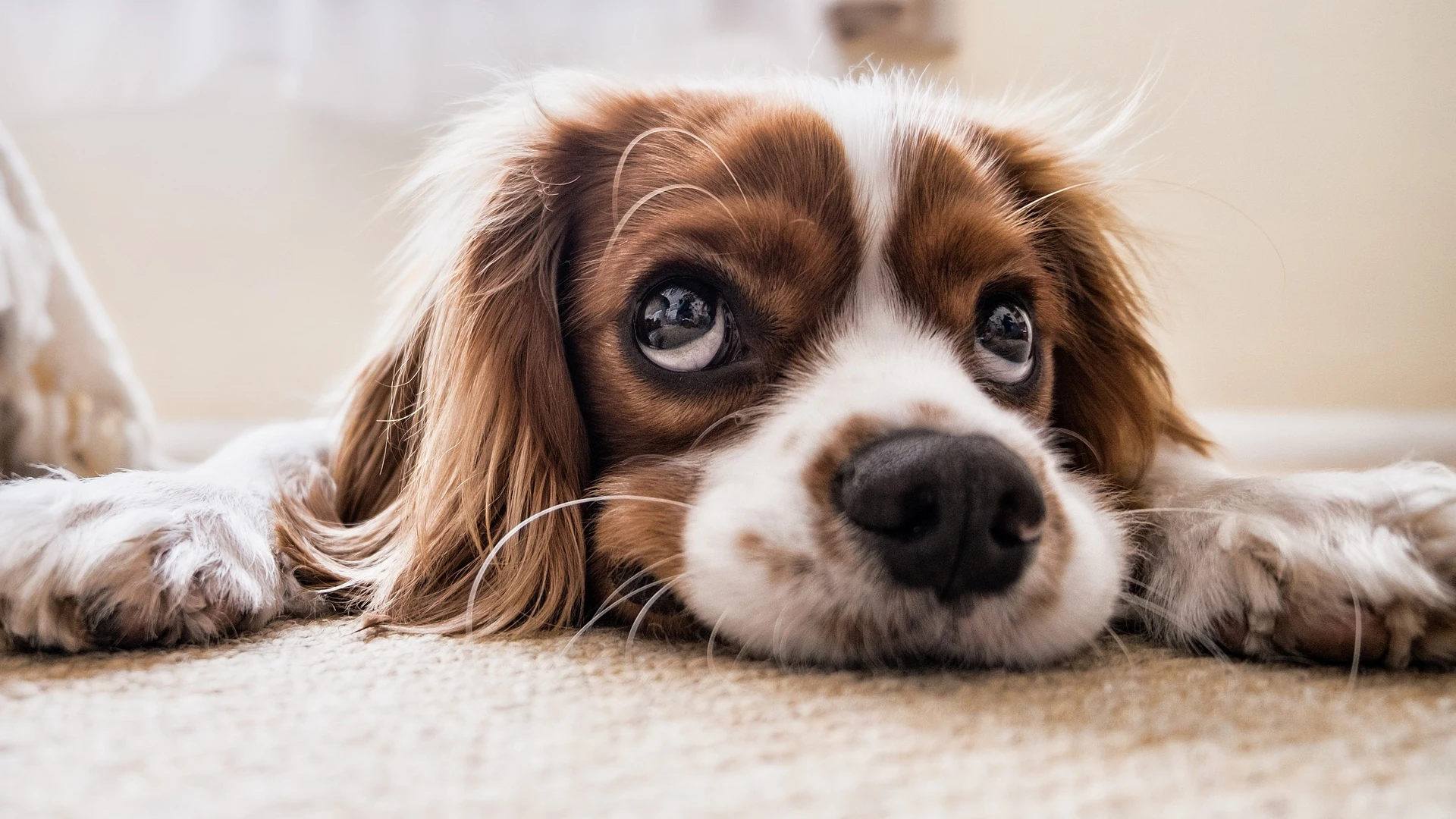 Aumenta la adopción y disminuye la compra de mascotas Aumenta la adopción y disminuye la compra de mascotas