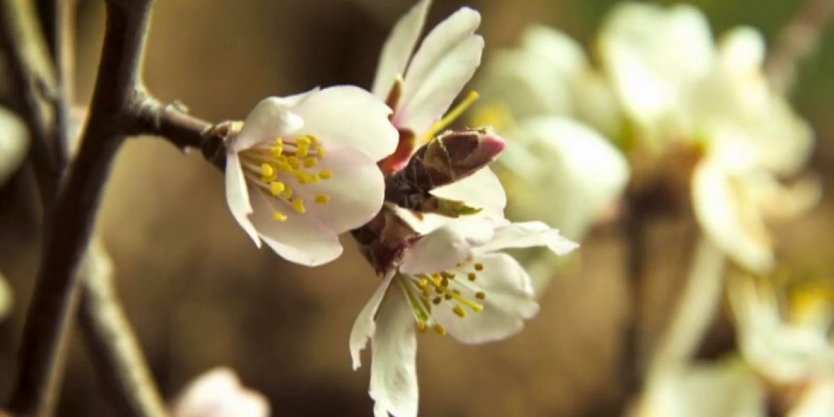 Floración en primavera
