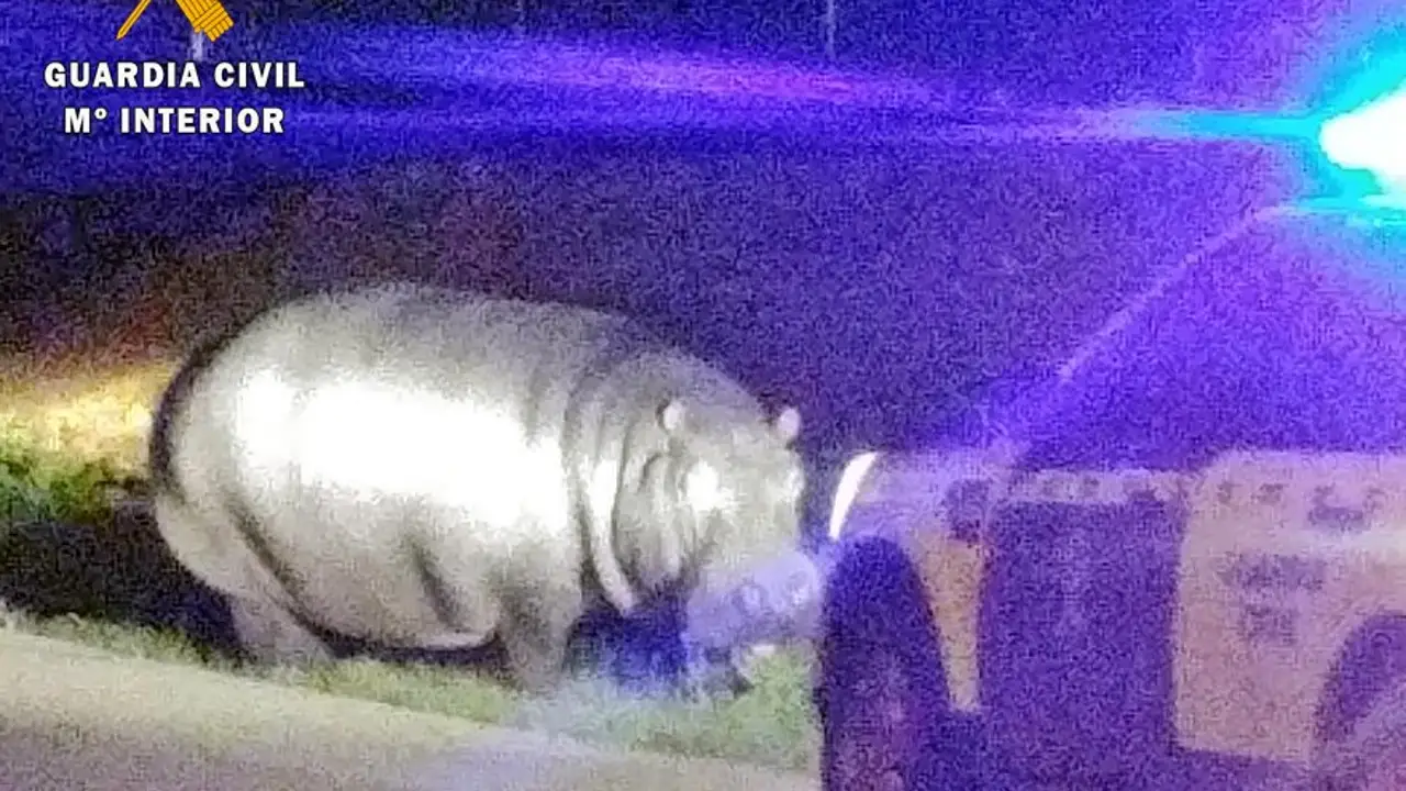 El hipopótamo en una carretera de Badajoz El hipopótamo en una carretera de Badajoz