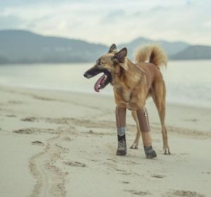 Cola, el primer perro con prótesis humanas Cola, el primer perro con prótesis humanas
