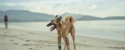 Cola, el primer perro con prótesis humanas Cola, el primer perro con prótesis humanas