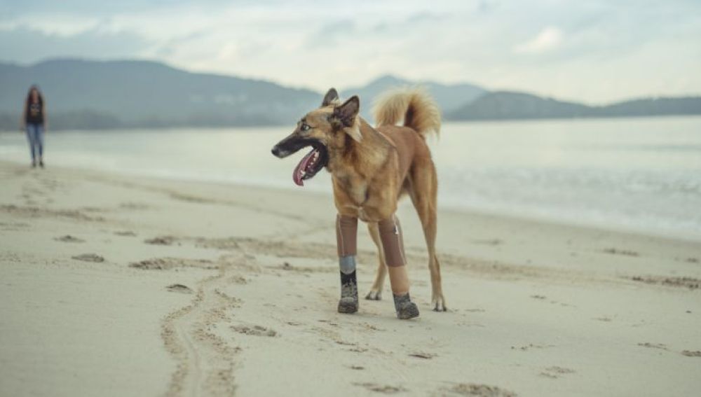 Cola, el primer perro con prótesis humanas