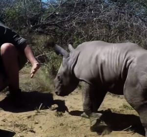 La tierna reacción de una cría de rinoceronte protegiendo a su madre La tierna reacción de una cría de rinoceronte protegiendo a su madre