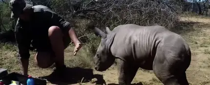 La tierna reacción de una cría de rinoceronte protegiendo a su madre La tierna reacción de una cría de rinoceronte protegiendo a su madre