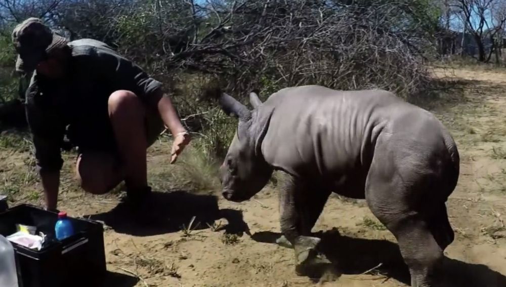 La tierna reacción de una cría de rinoceronte protegiendo a su madre