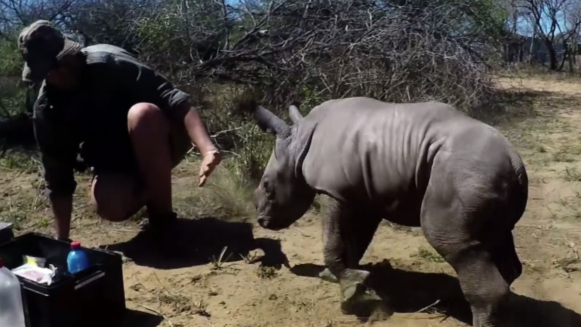 La tierna reacción de una cría de rinoceronte protegiendo a su madre
