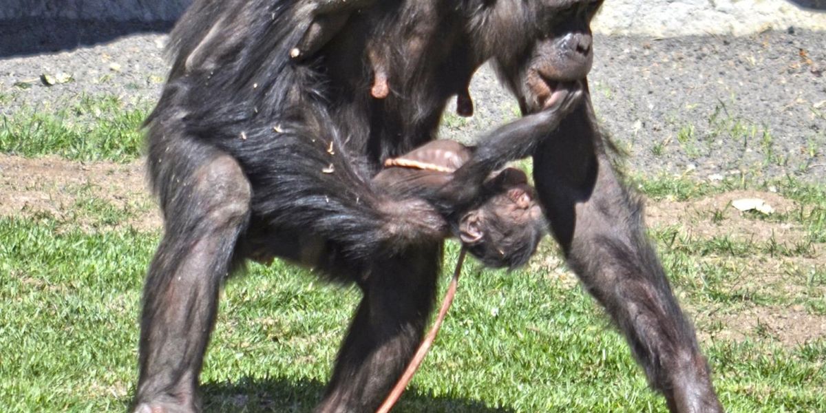 Nacimiento de chimpancé en el Bioparc de Valencia