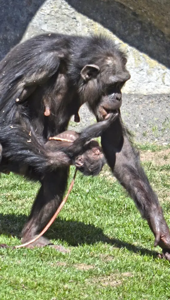 Nacimiento de chimpancé en el Bioparc de Valencia Nacimiento de chimpancé en el Bioparc de Valencia