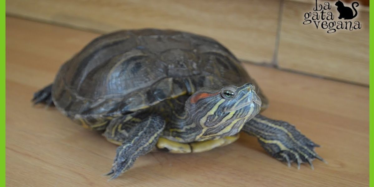 TODO SOBRE MI TORTUGA MANYARA TRACHEMYS SCRIPTA ELEGANS ANCIANA DE 30 AÑOS