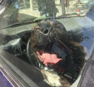 Un perro encerrado en el coche Un perro encerrado en el coche
