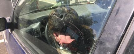 Un perro encerrado en el coche