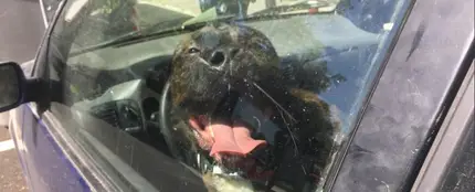 Un perro encerrado en el coche Un perro encerrado en el coche