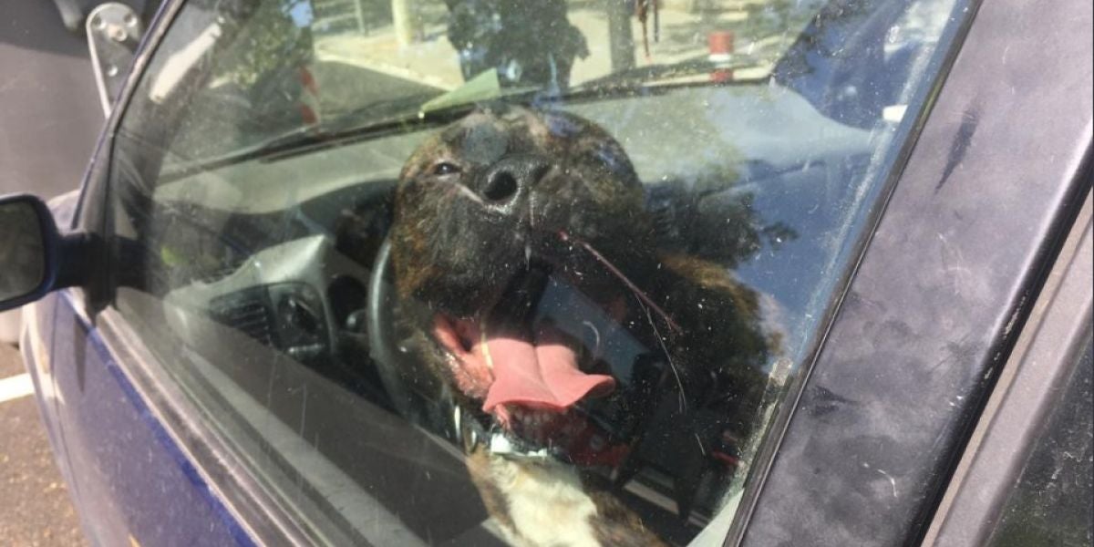 Un perro encerrado en el coche