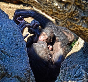 Cría de chimpancé poco después de su nacimiento en el Bioparc de Valencia Cría de chimpancé poco después de su nacimiento en el Bioparc de Valencia