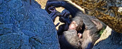 Cría de chimpancé poco después de su nacimiento en el Bioparc de Valencia Cría de chimpancé poco después de su nacimiento en el Bioparc de Valencia