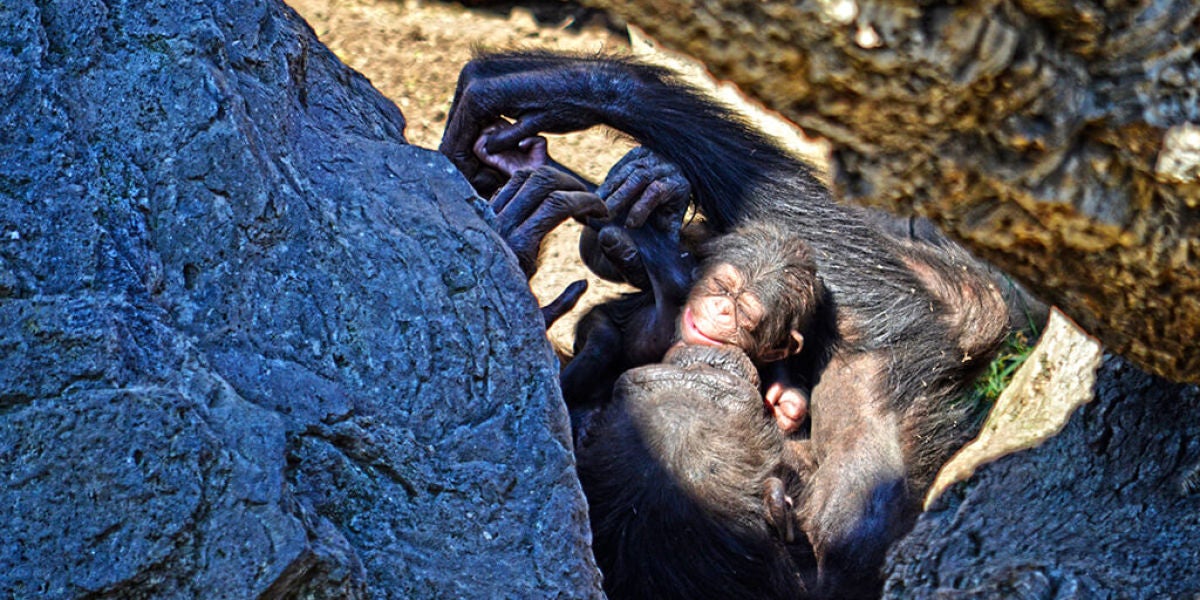 Cría de chimpancé poco después de su nacimiento en el Bioparc de Valencia