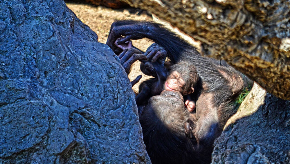 Cría de chimpancé poco después de su nacimiento en el Bioparc de Valencia