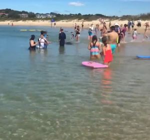 Una foca da un susto a los bañistas en Nueva Gales del Sur Una foca da un susto a los bañistas en Nueva Gales del Sur