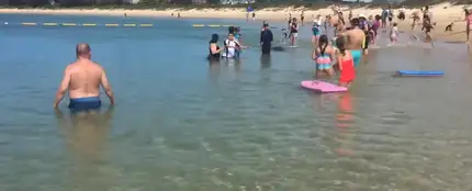 Una foca da un susto a los bañistas en Nueva Gales del Sur Una foca da un susto a los bañistas en Nueva Gales del Sur