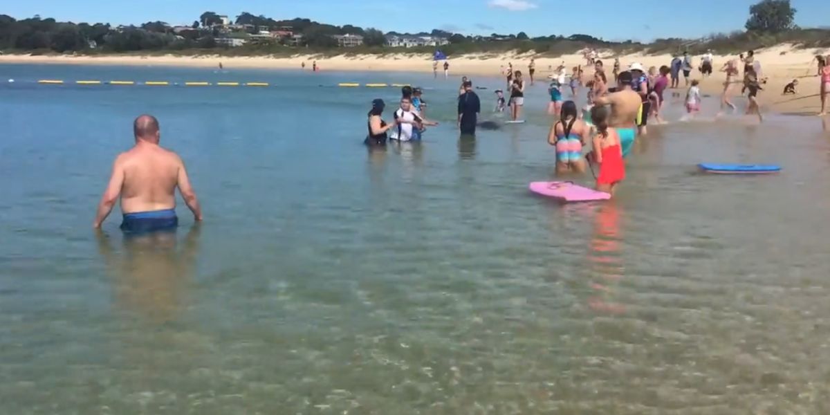 Una foca da un susto a los bañistas en Nueva Gales del Sur
