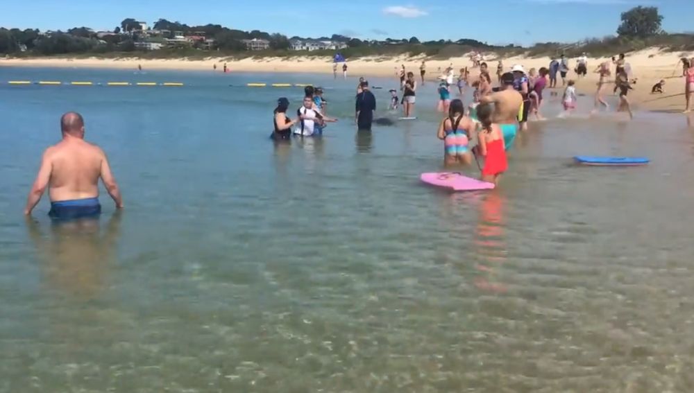 Una foca da un susto a los bañistas en Nueva Gales del Sur