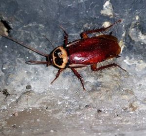 Cucaracha Australiana Cucaracha Australiana