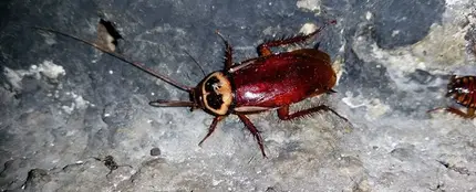 Cucaracha Australiana Cucaracha Australiana
