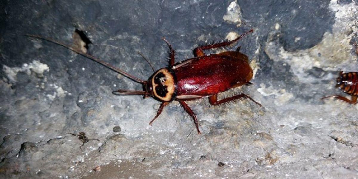 Cucaracha Australiana