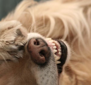 Un perro tapándose los ojos con la pata Un perro tapándose los ojos con la pata