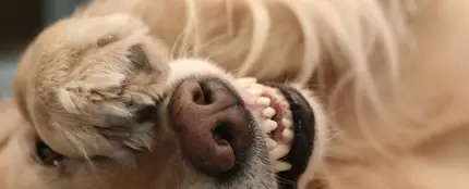 Un perro tapándose los ojos con la pata Un perro tapándose los ojos con la pata