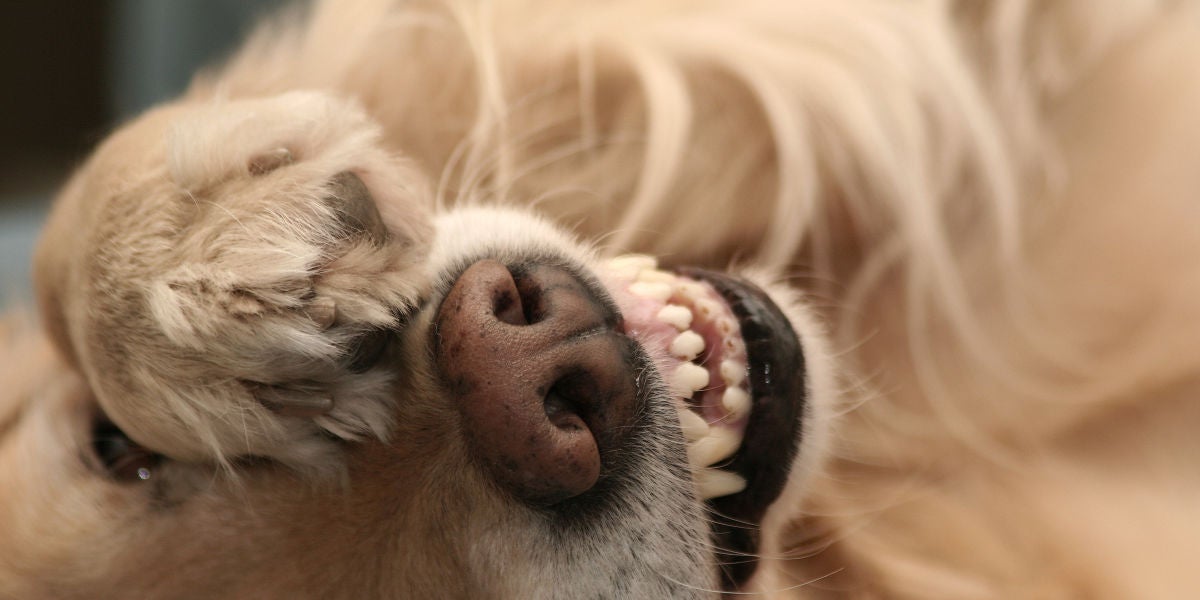Un perro tapándose los ojos con la pata