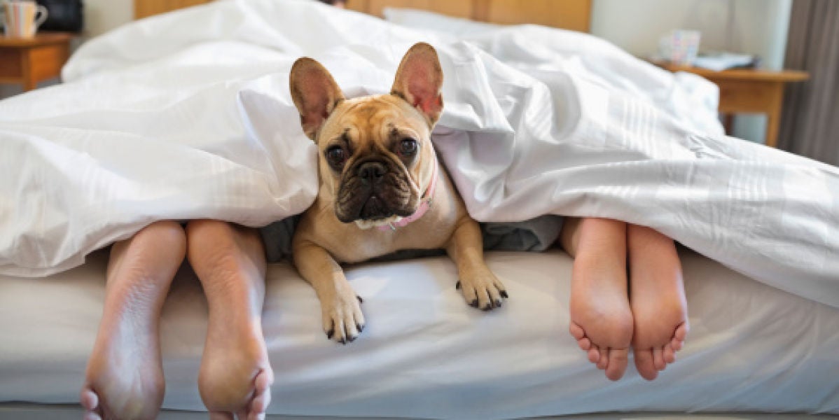 Un perro en la cama con sus dueños