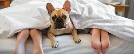 Un perro en la cama con sus dueños Un perro en la cama con sus dueños