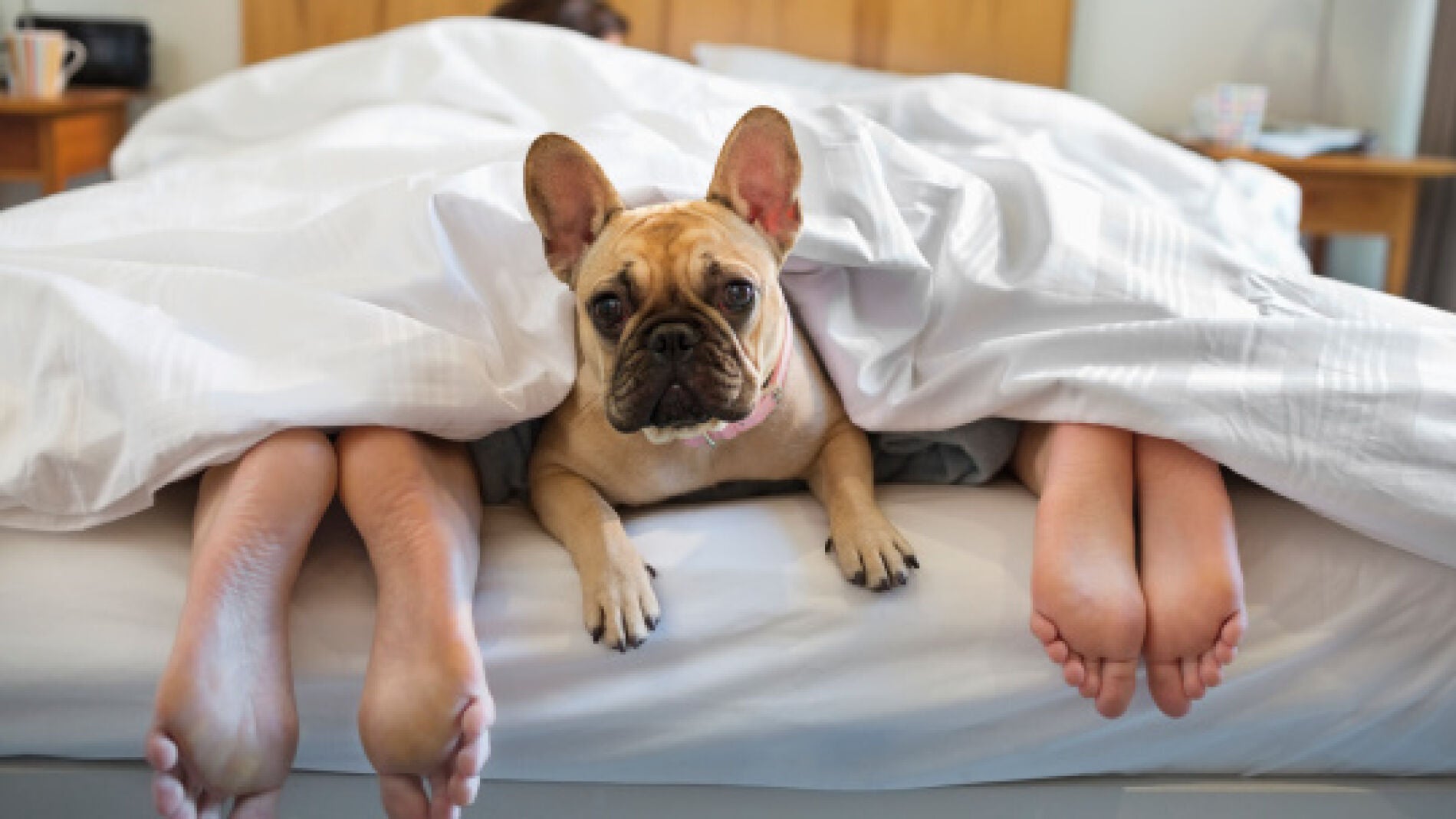 Perro duerme en la cama new arrivals