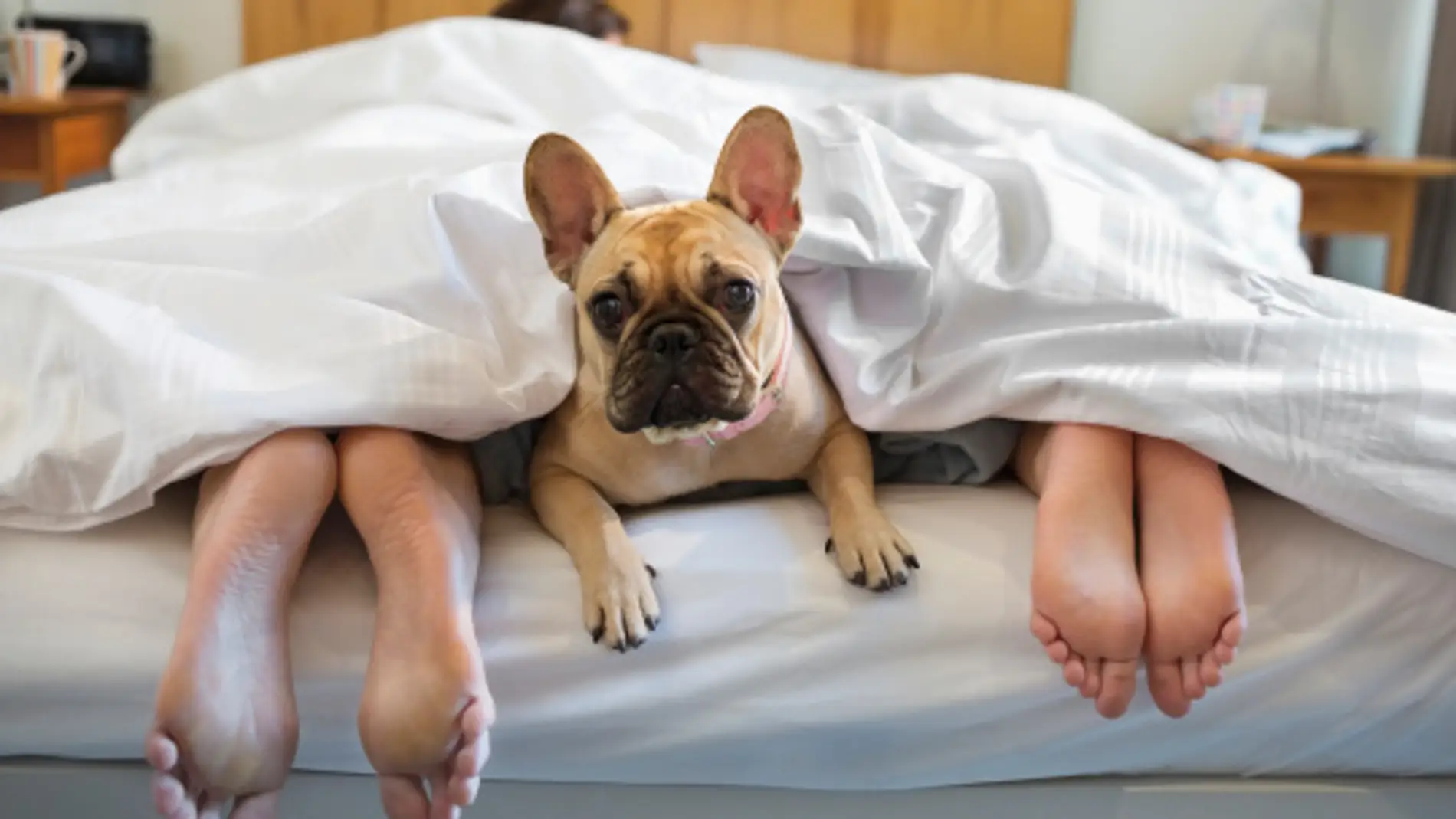razón científica por la que tu perro nunca debería dormir en cama | FM